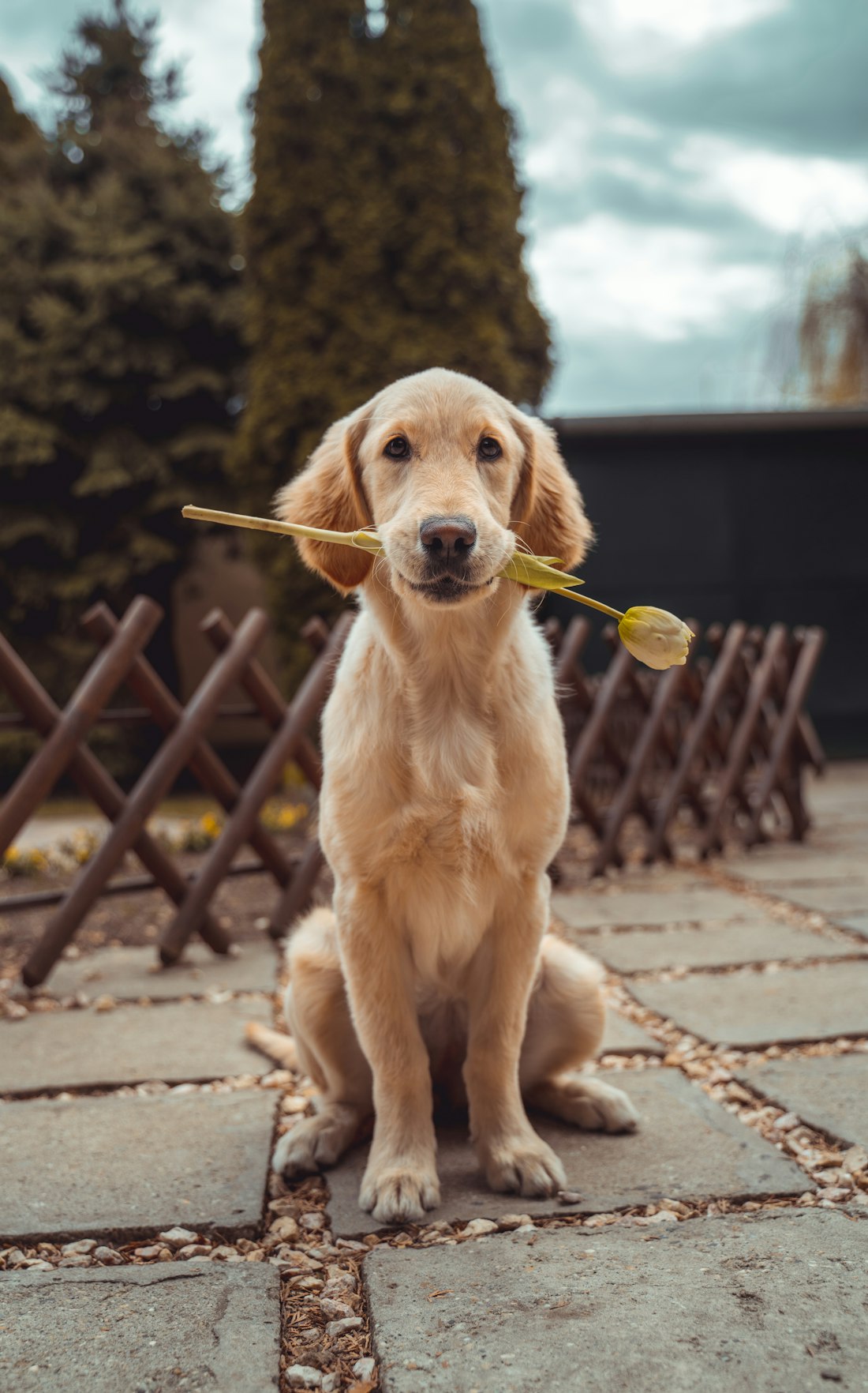 Golden retriever holding a flower in its mouth