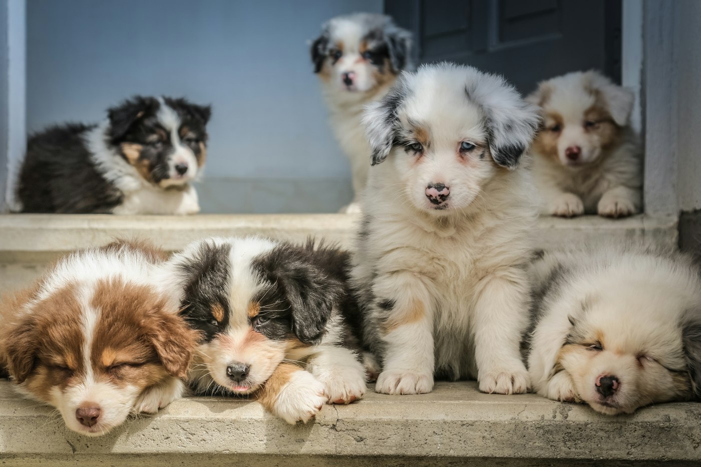 Group of fluffy puppies resting on a doorstep