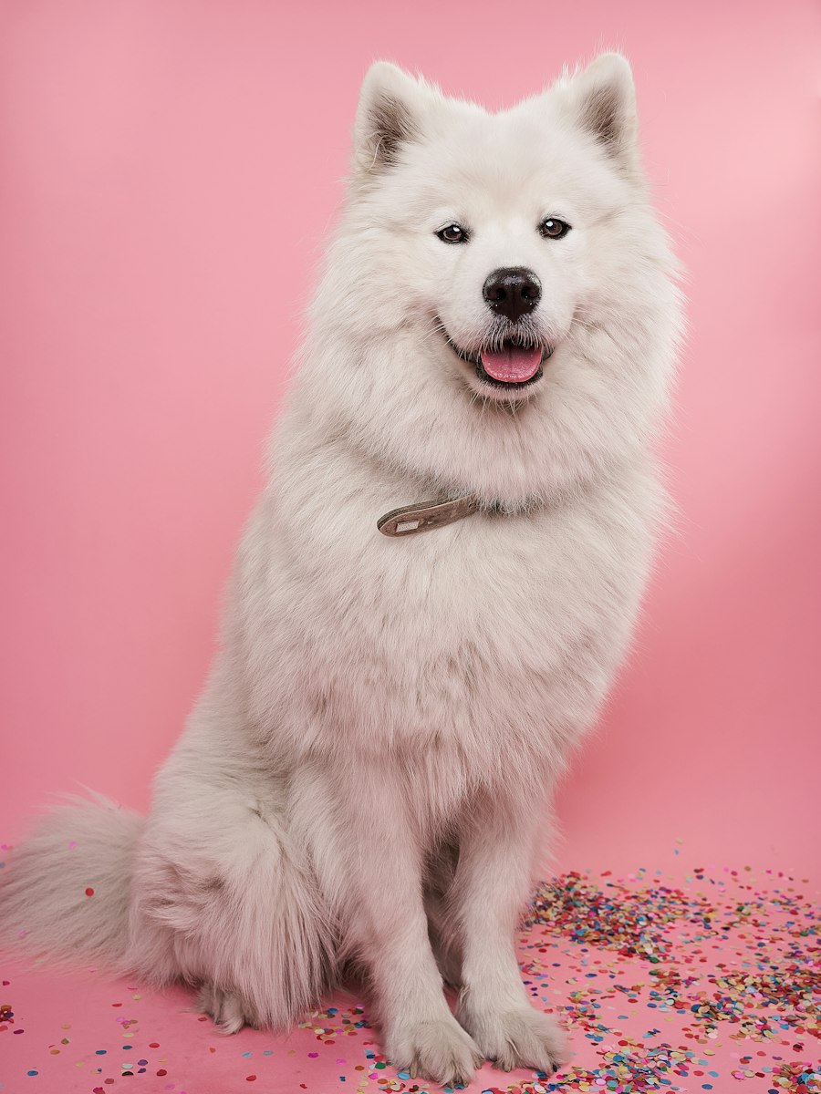 Fluffy white Samoyed smiling against a pink background