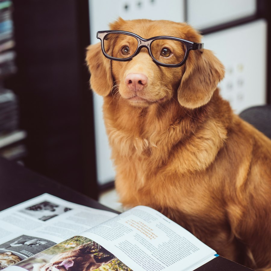 Golden dog wearing reading glasses beside a magazine