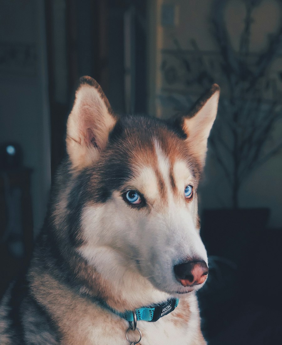 Siberian husky with striking blue eyes