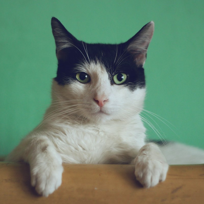 Black and white cat resting its paws on a ledge
