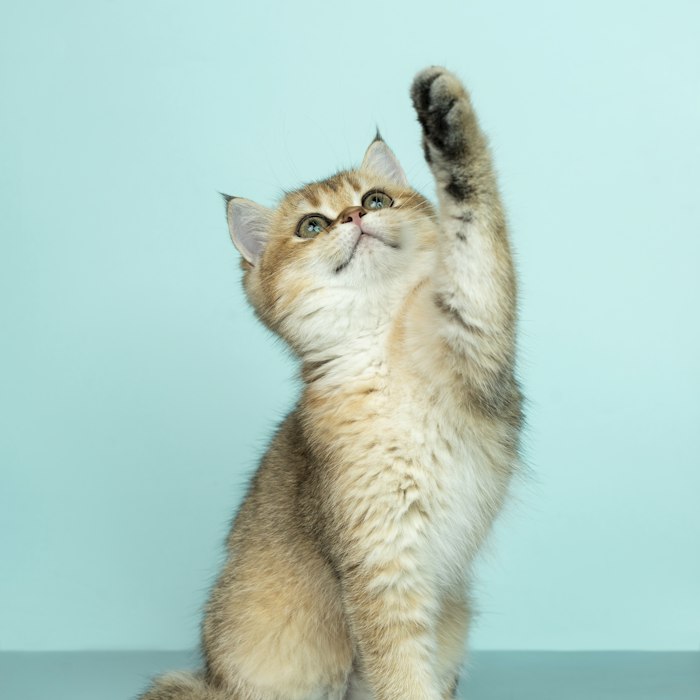 Ginger kitten reaching a paw up against a teal wall