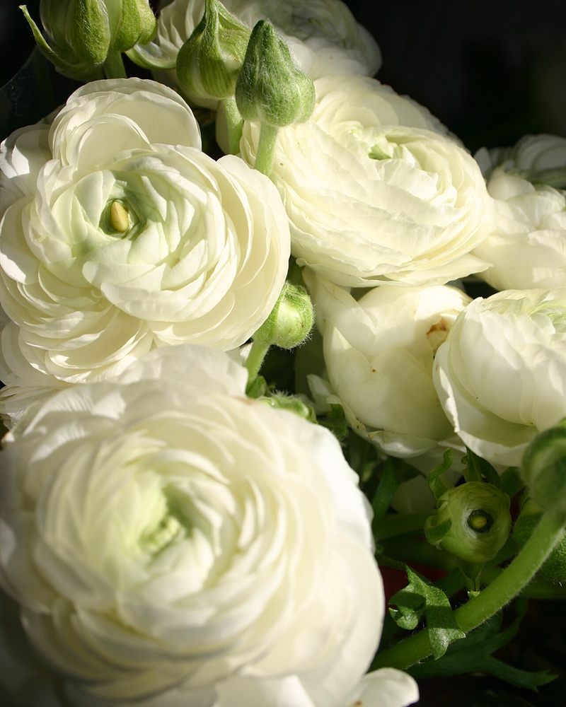 Close-up of a soft white ranunculus wedding bouquet