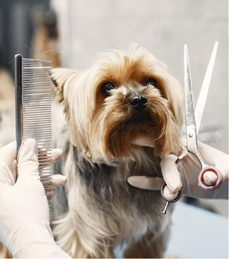 Dog Grooming