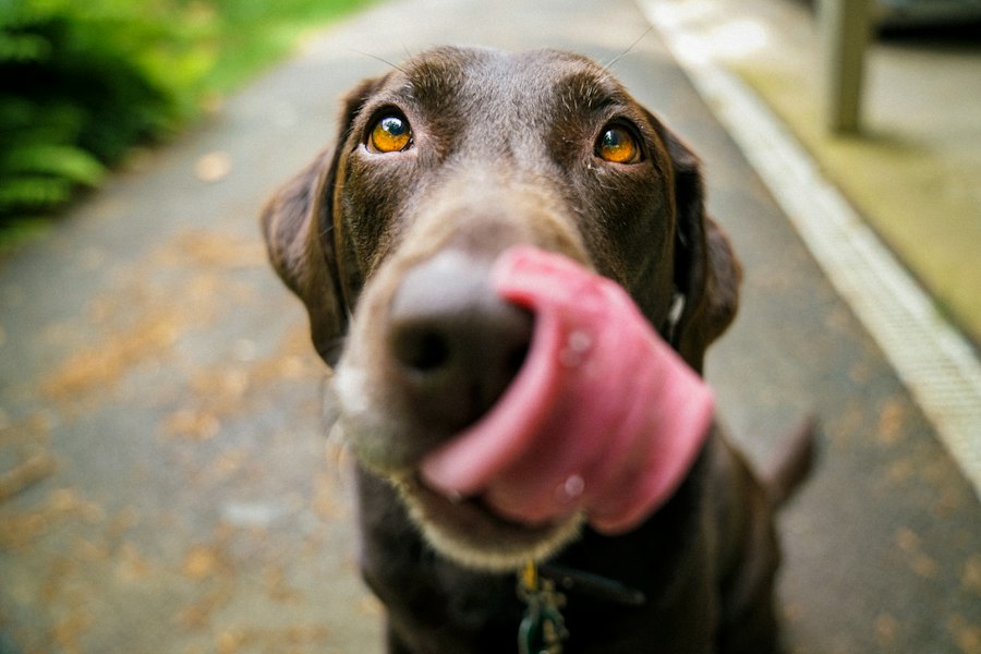 Chocolate labrador licking its nose
