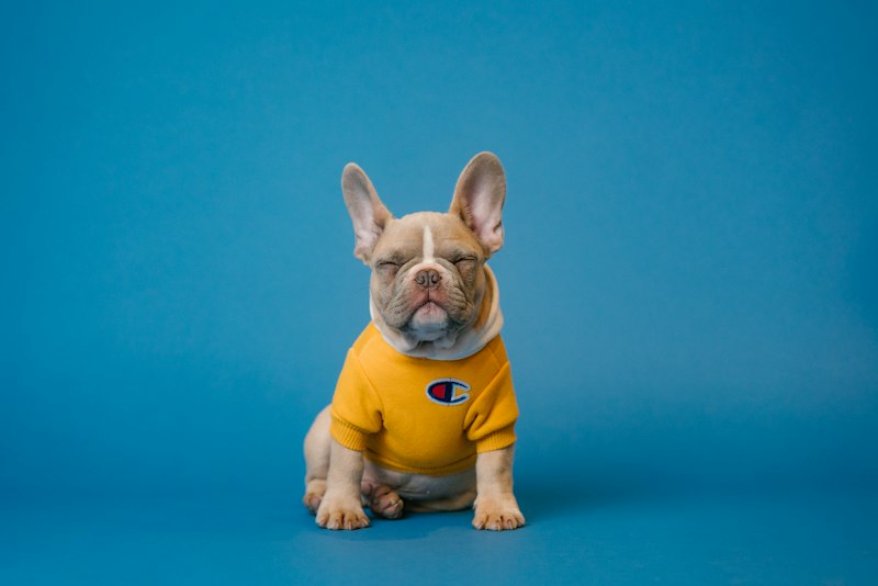 French bulldog wearing a yellow sweater