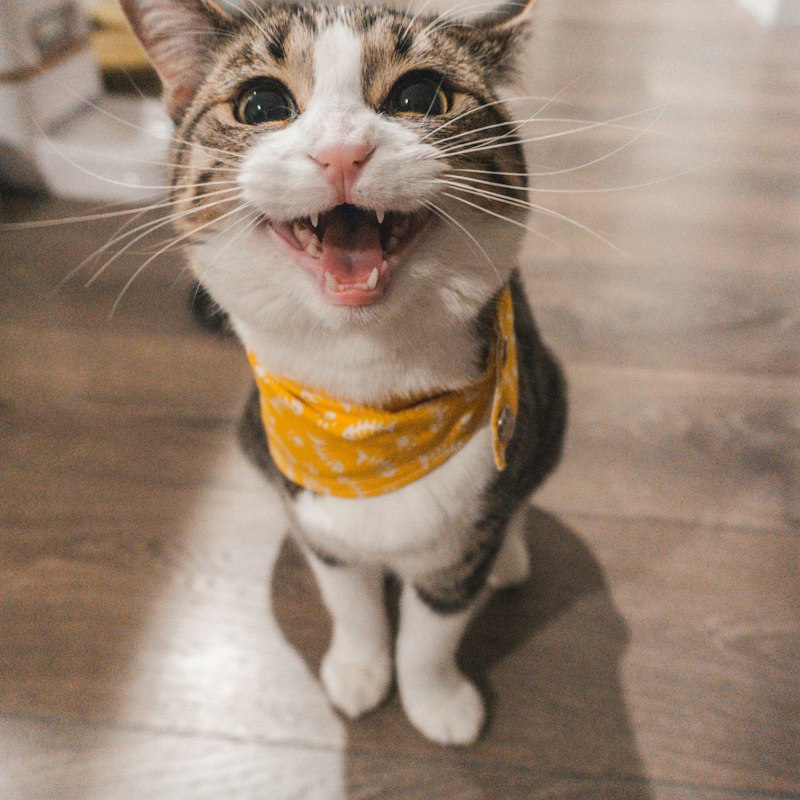Smiling tabby cat wearing a yellow bandana